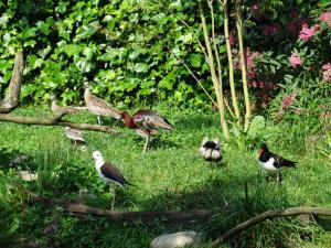 Les ailes de la nature