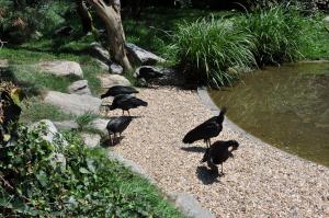Ibis chauve