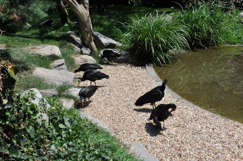 Ibis chauve