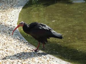Ibis chauve