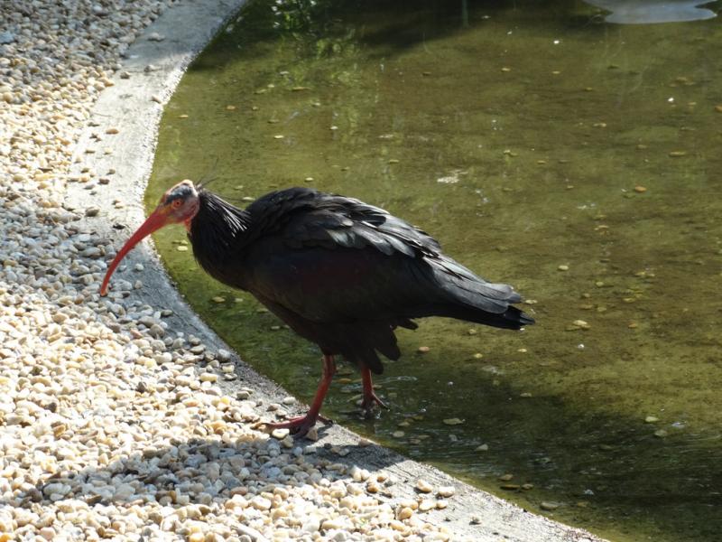 Ibis chauve