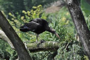 Ibis falcinelle
