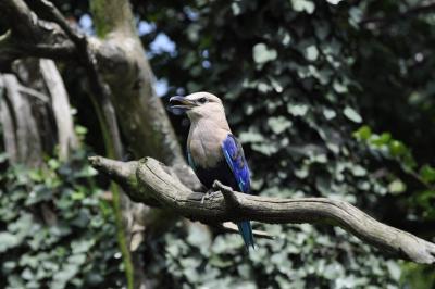 Rollier à ventre bleu - 2015