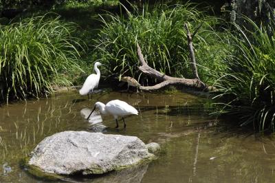 Spatule blanche - 2015