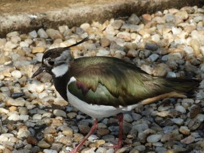 Vanneau huppé - 2015