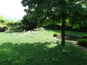 Flamant rose