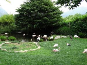 Flamant rose