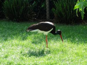 Cigogne noire