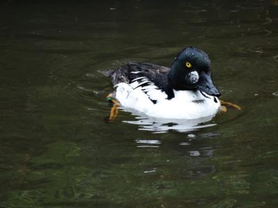 Garrot à oeil d'or - 2015