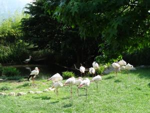 Flamant rose