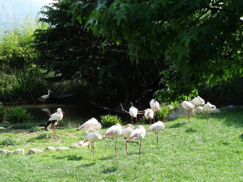 Flamant rose