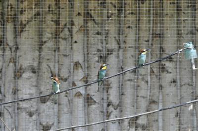 Guêpier d'Europe - 2015