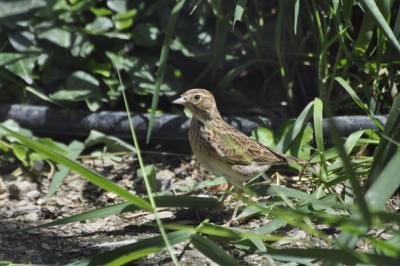 Alouette des champs - 2015