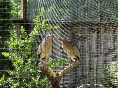 Blongios nain - 2015