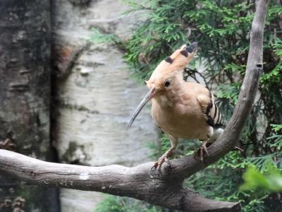 Huppe fasciée - 2015