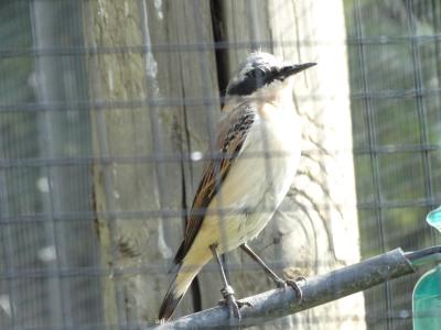 Traquet moteux - 2015