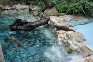Loutre d'Europe