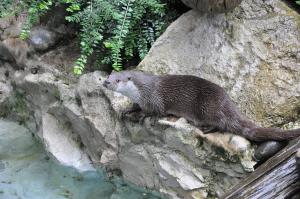 Loutre d'Europe