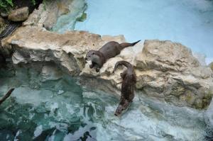 Loutre d'Europe