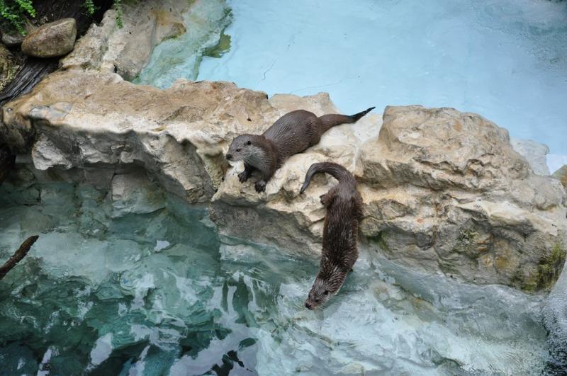 Loutre d'Europe