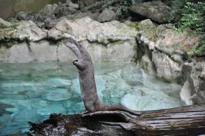 Loutre d'Europe