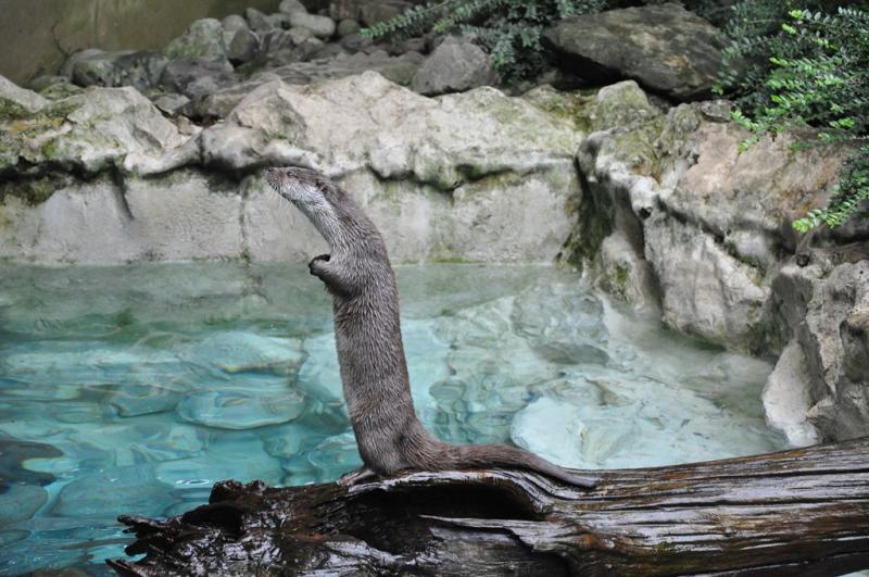 Loutre d'Europe
