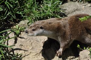 Loutre d'Europe