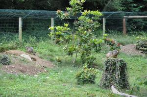 Marmotte