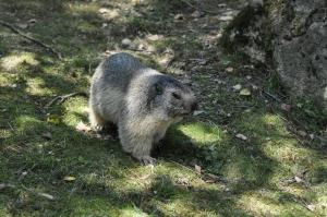 Marmotte