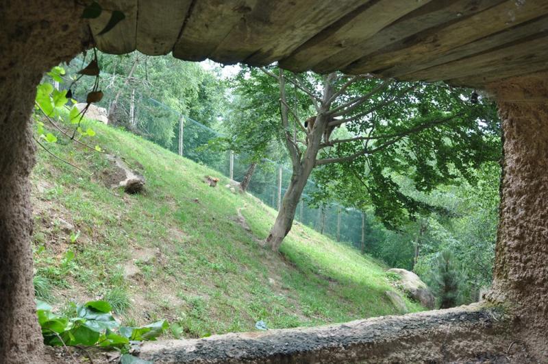 Lynx