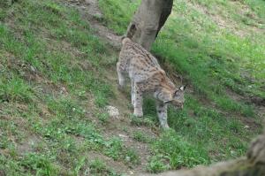 Lynx