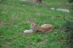 Lynx