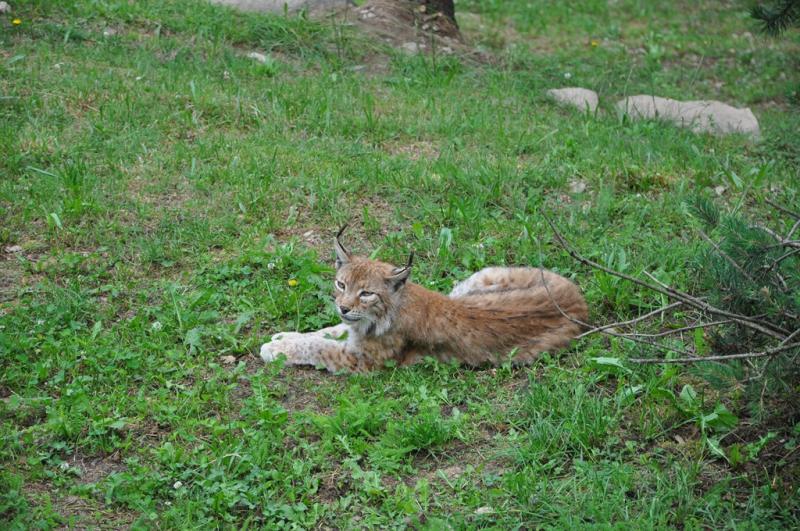 Lynx