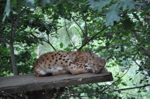Lynx