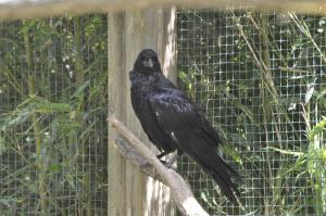 Grand corbeau