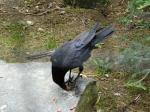 Grand corbeau