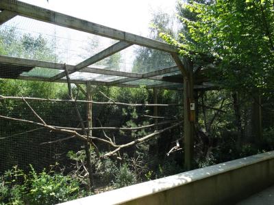 Grand corbeau - 2015