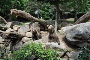 Ours brun