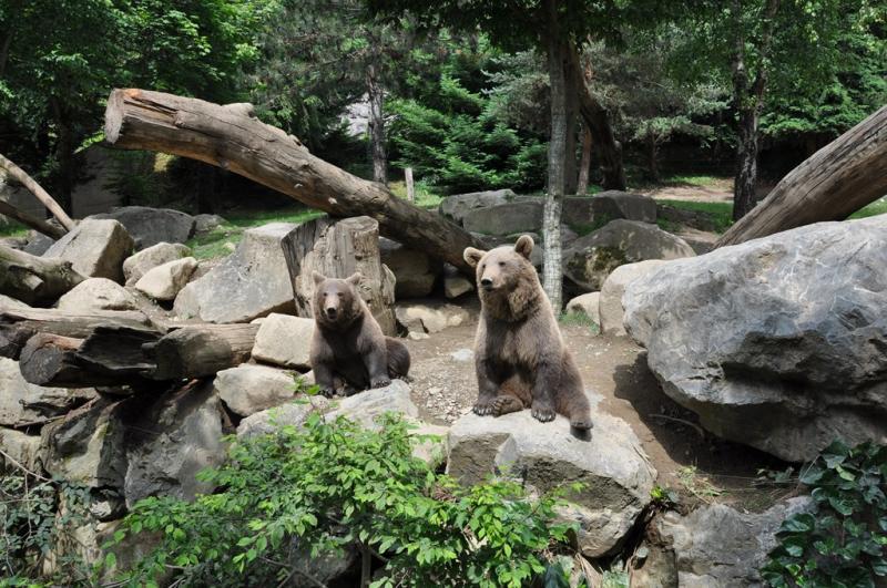 Ours brun
