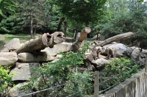 Ours brun
