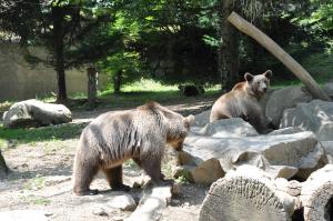 Ours brun