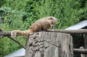 Coati roux