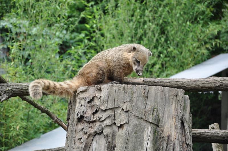 Coati roux