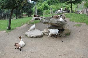 Mini-ferme