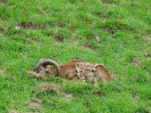 Mouflon à manchettes