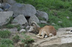 Mouflon à manchettes