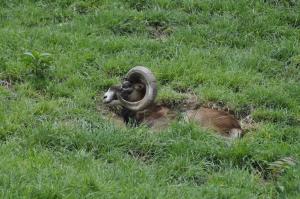 Mouflon de Corse