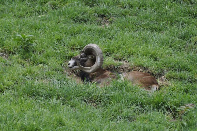 Mouflon de Corse
