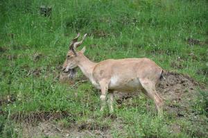 Markhor