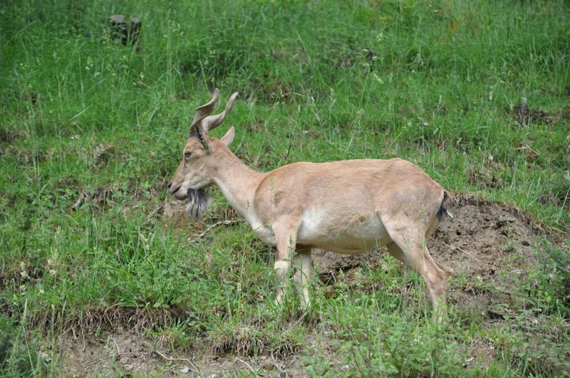 Markhor